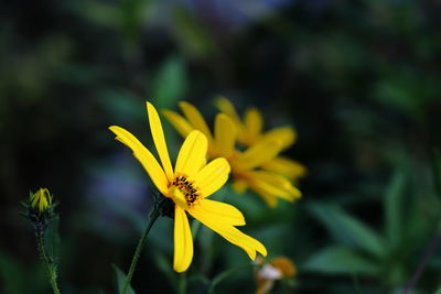 Close-up of yellow flower