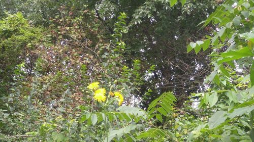 Plants growing on a tree