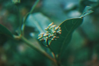 Close-up of flowering plant