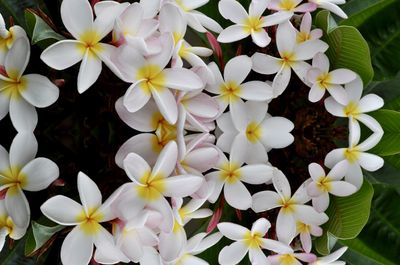 Close-up of white flowering plants