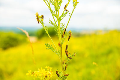 Close-up of caterpillars on plant at field