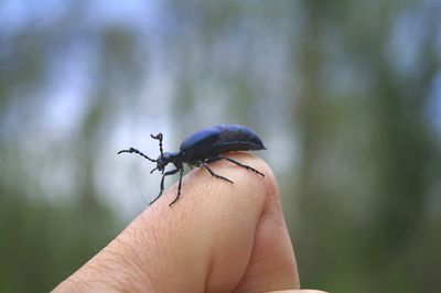 Close-up of insect on hand