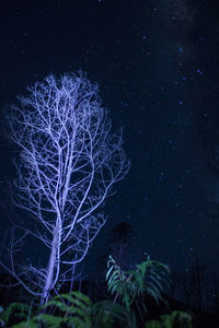 Low angle view of bare trees against sky at night