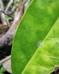 Close-up of insect on leaf