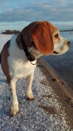 Dog standing on beach