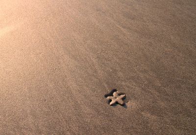 Starfish in goa