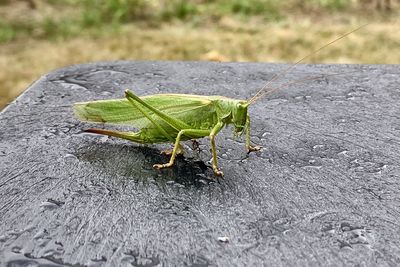 Close-up of grasshopper on the road