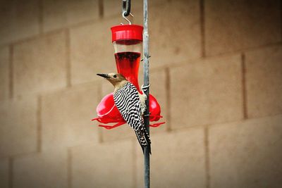 Close-up of red bird feeder