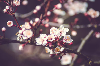 Close-up of cherry blossoms