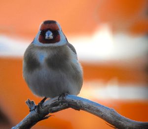 Close-up of bird perching on branch