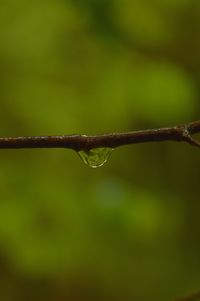 Close-up of wet plant during rainy season