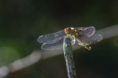 Close-up of dragonfly on plant