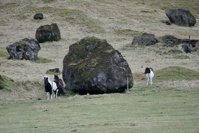 Horses in a farm