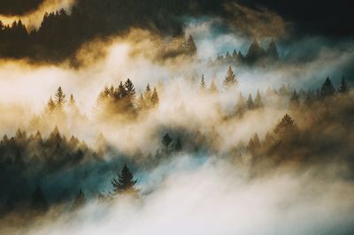 View of foggy forest