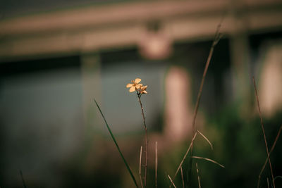 Close-up of flowering plant on land