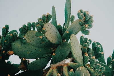 Close-up of prickly pear cactus against clear sky