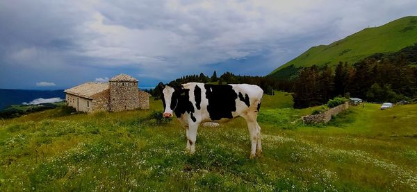 View of cows on field against sky