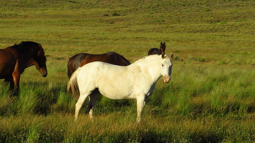 Horses standing in a field