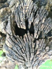 Close-up of tree stump