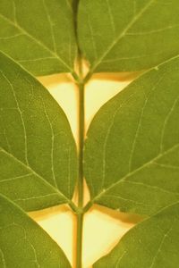 Close-up of green plant