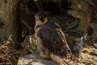 Close-up of owl perching on rock