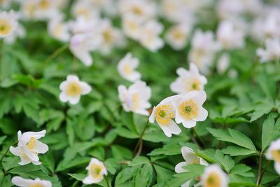 Close-up of white flowering plants