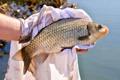 Close-up of person holding fish