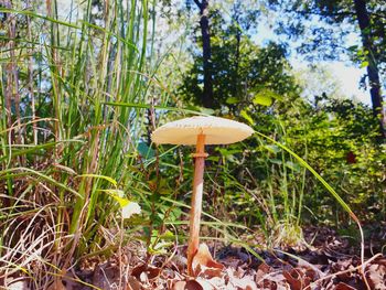 Close-up of mushroom growing on field