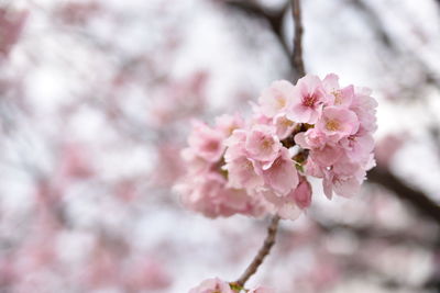 Close-up of pink cherry blossom