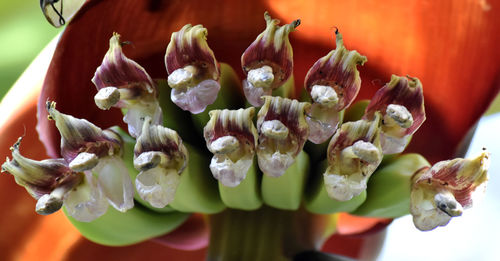 Close-up of flowering plant