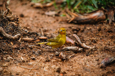 Close-up of a bird on field