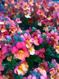 Close-up of flowers blooming outdoors