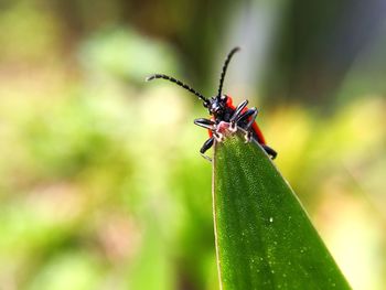 Close-up of insect on leaf