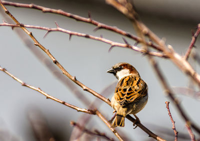 Close-up of bird perching on branch