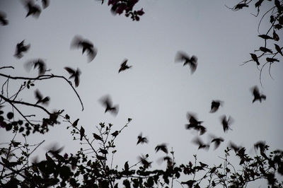 Low angle view of birds flying in sky during sunset