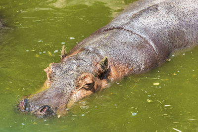 High angle view of turtle swimming in lake