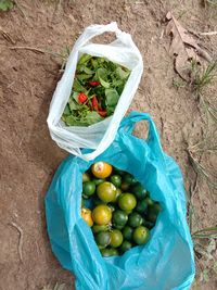 High angle view of fruits on plant in container