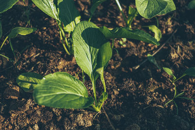 High angle view of plant growing on field