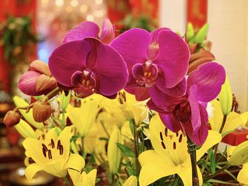 Close-up of orchids on plant