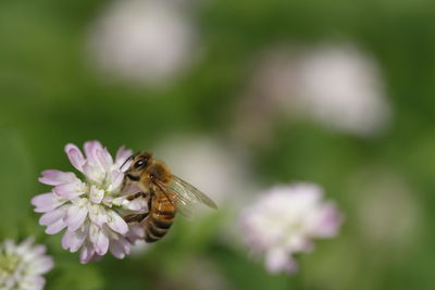 Close-up of bee pollinating on flower