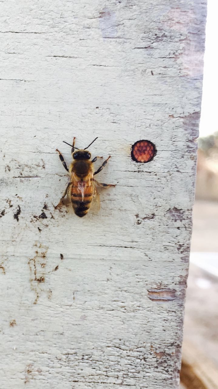 CLOSE-UP OF INSECT ON WOOD