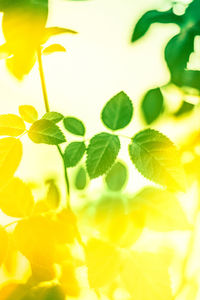 yellow