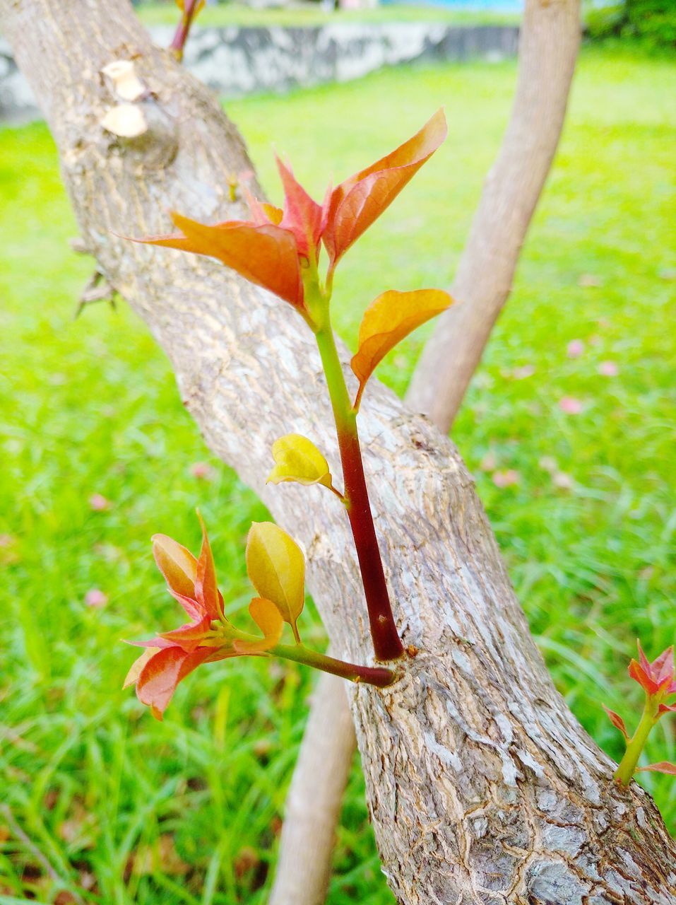 CLOSE-UP OF FLOWERING PLANT ON TREE