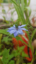 Close-up of flowers blooming outdoors