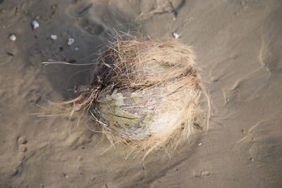 High angle view of rotten coconut on sand