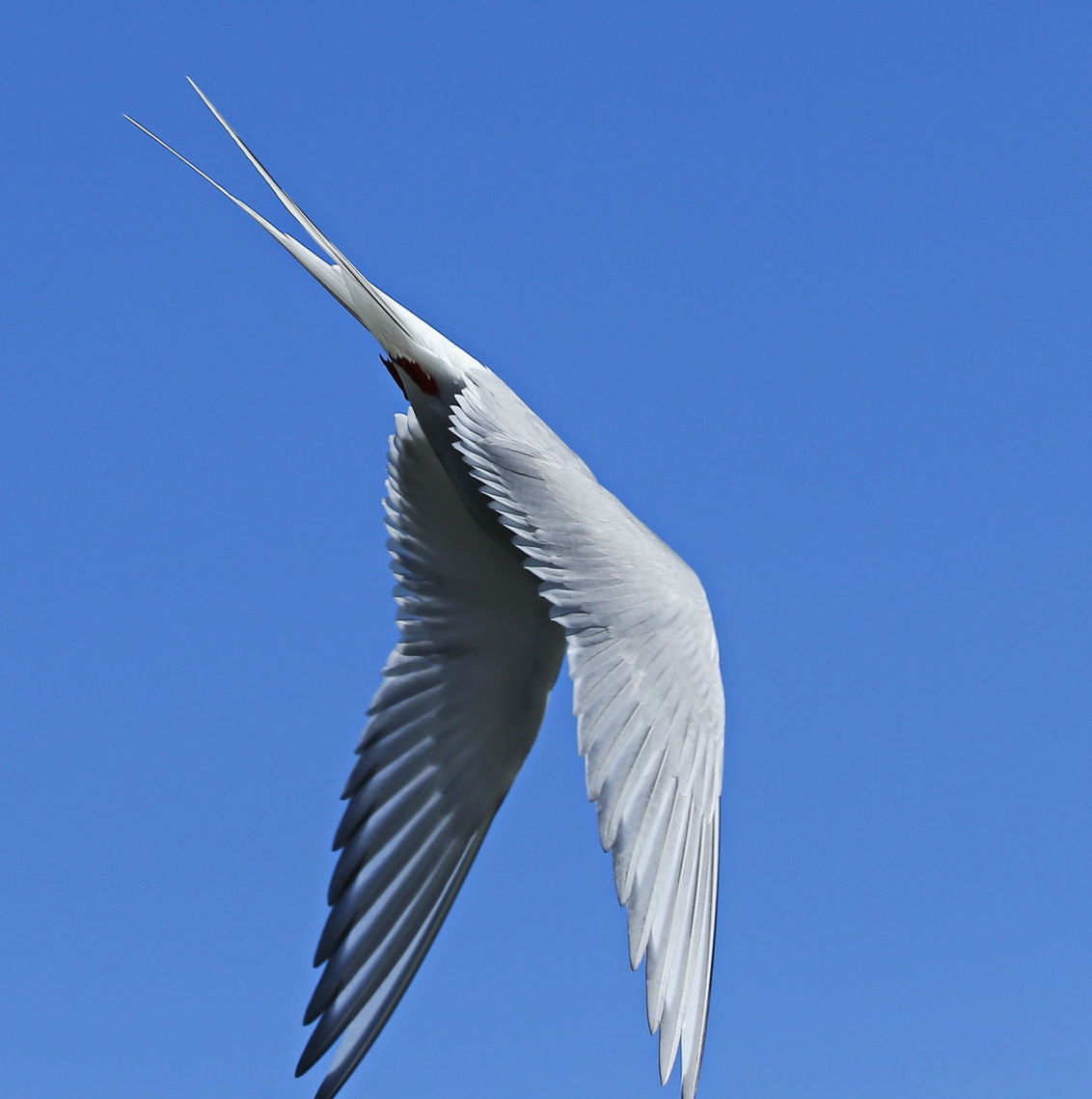 CLOSE-UP OF BIRD FLYING AGAINST CLEAR SKY