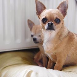 Close-up portrait of a dog