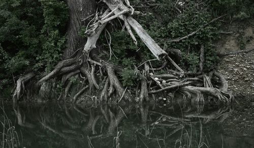 Trees in forest