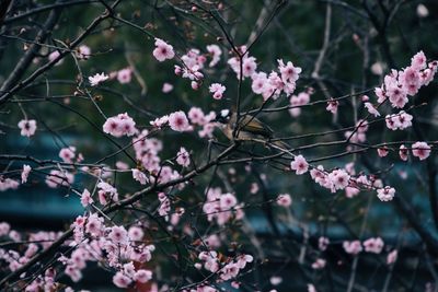 Close-up of pink cherry blossoms in spring