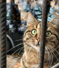 Close-up portrait of a cat